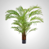 Kentia Palm Green 230cm - Indoor Plant
