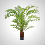 Kentia Palm Green 230cm - Indoor Plant