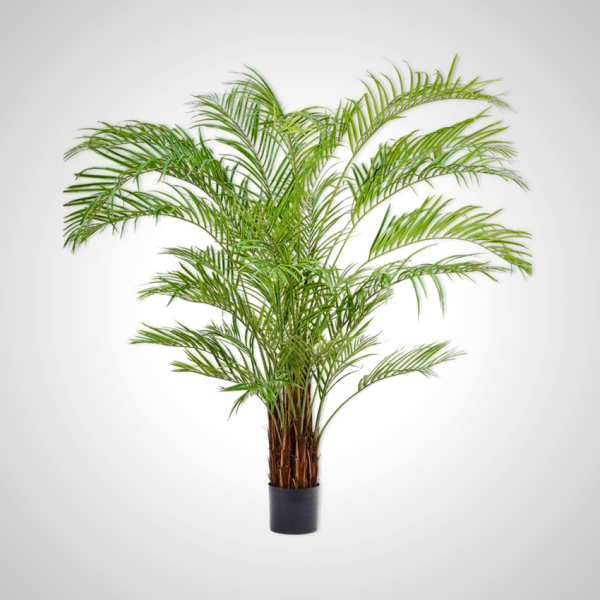 Kentia Palm Green 230cm - Indoor Plant