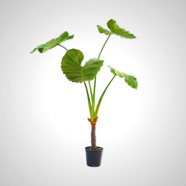 Alocasia Green Dk 175cm - Tropical Elephant Ear Plant