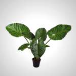 Alocasia Green 124cm - Tropical Elephant Ear Plant