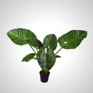 Alocasia Green 124cm - Tropical Elephant Ear Plant