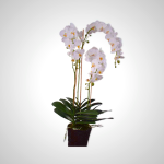 Exotic Orchid Plant 128cm - Symbol of Beauty & Love
