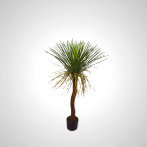 Yucca Green 106cm - Air-Purifying Indoor Plant with Striking Flowers