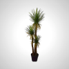 Yucca Green 180cm - Tall Indoor Plant with Sword-like Leaves