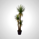 Yucca Green 180cm - Tall Indoor Plant with Sword-like Leaves