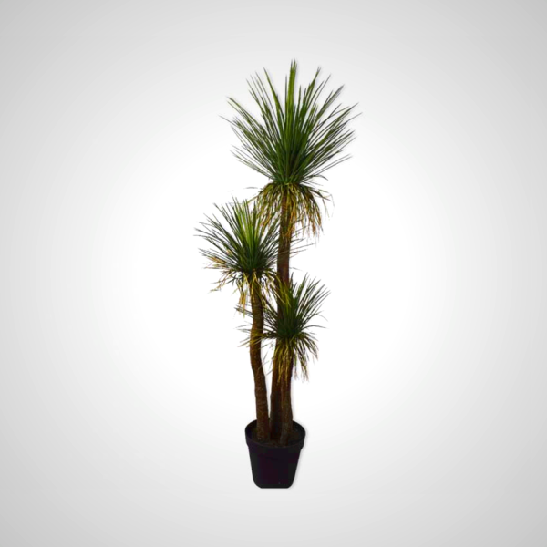 Yucca Green 180cm - Tall Indoor Plant with Sword-like Leaves