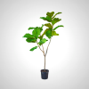 Ficus Green 151cm - Sacred Fig Tree for Indoor & Outdoor